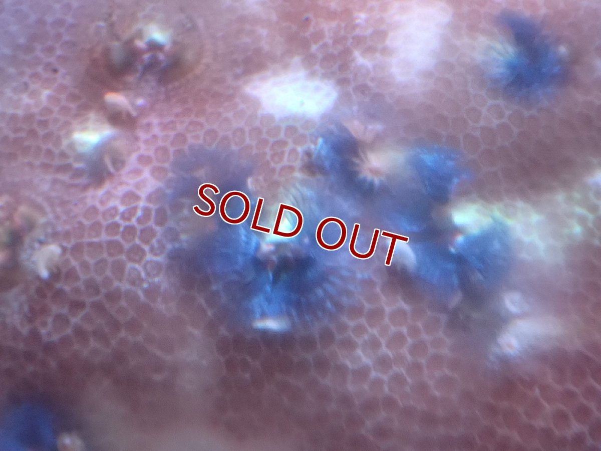 画像2: 【サンゴ】【通販】イバラカンザシ（Multi)（個体販売）（±8-9cm)No.4（生体）（サンゴ） (2)