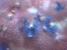 画像2: 【サンゴまとめ買い割引き10％〜20%OFF対象商品】【サンゴ】【通販】イバラカンザシ（Multi)（個体販売）（±8-9cm)No.4（生体）（サンゴ） (2)