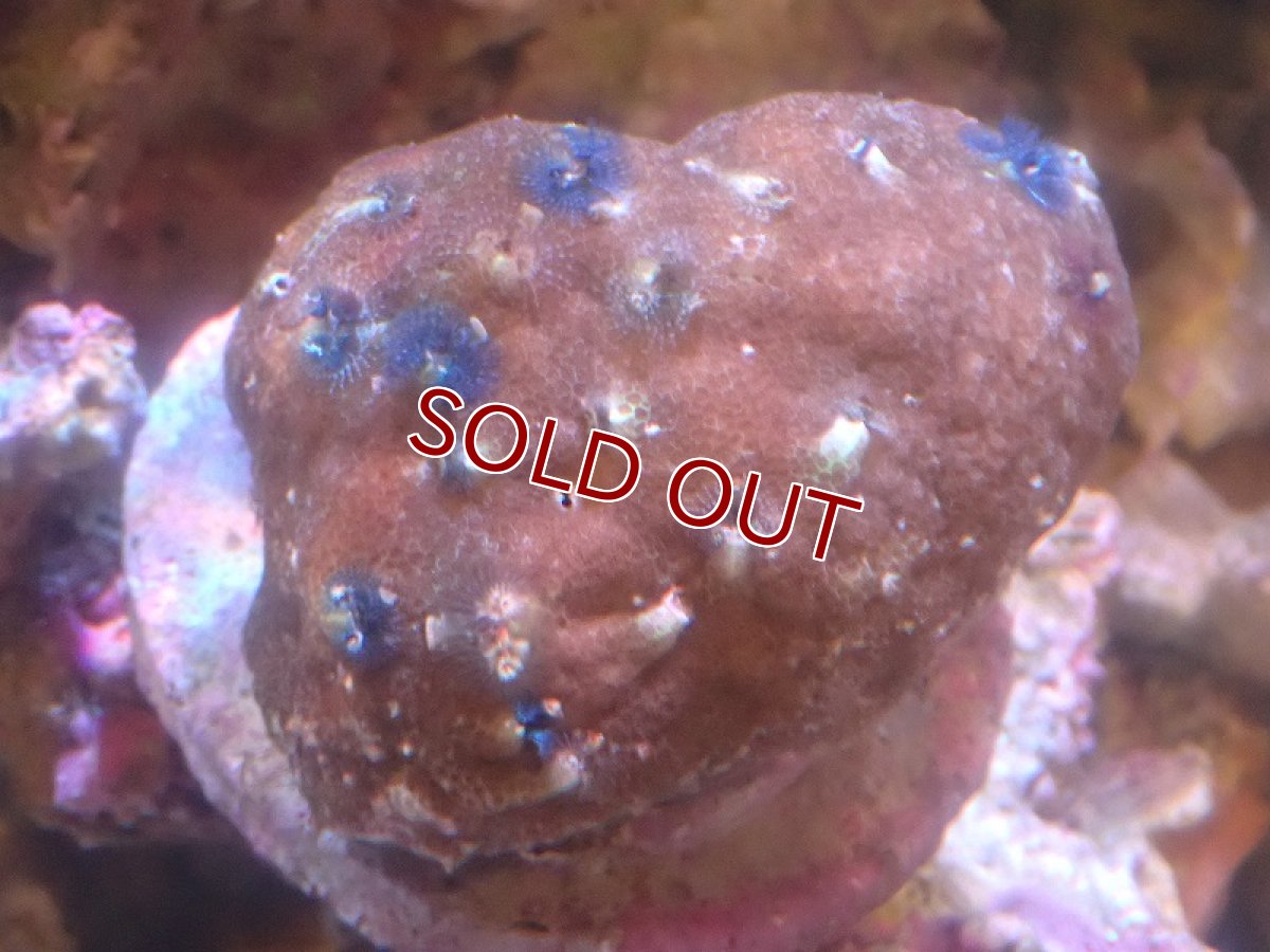 画像1: 【サンゴ】【通販】イバラカンザシ（Multi)（個体販売）（±8-9cm)No.5（生体）（サンゴ） (1)