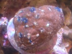 画像1: 【サンゴまとめ買い割引き10％〜20%OFF対象商品】【サンゴ】【通販】イバラカンザシ（Multi)（個体販売）（±8-9cm)No.5（生体）（サンゴ） (1)