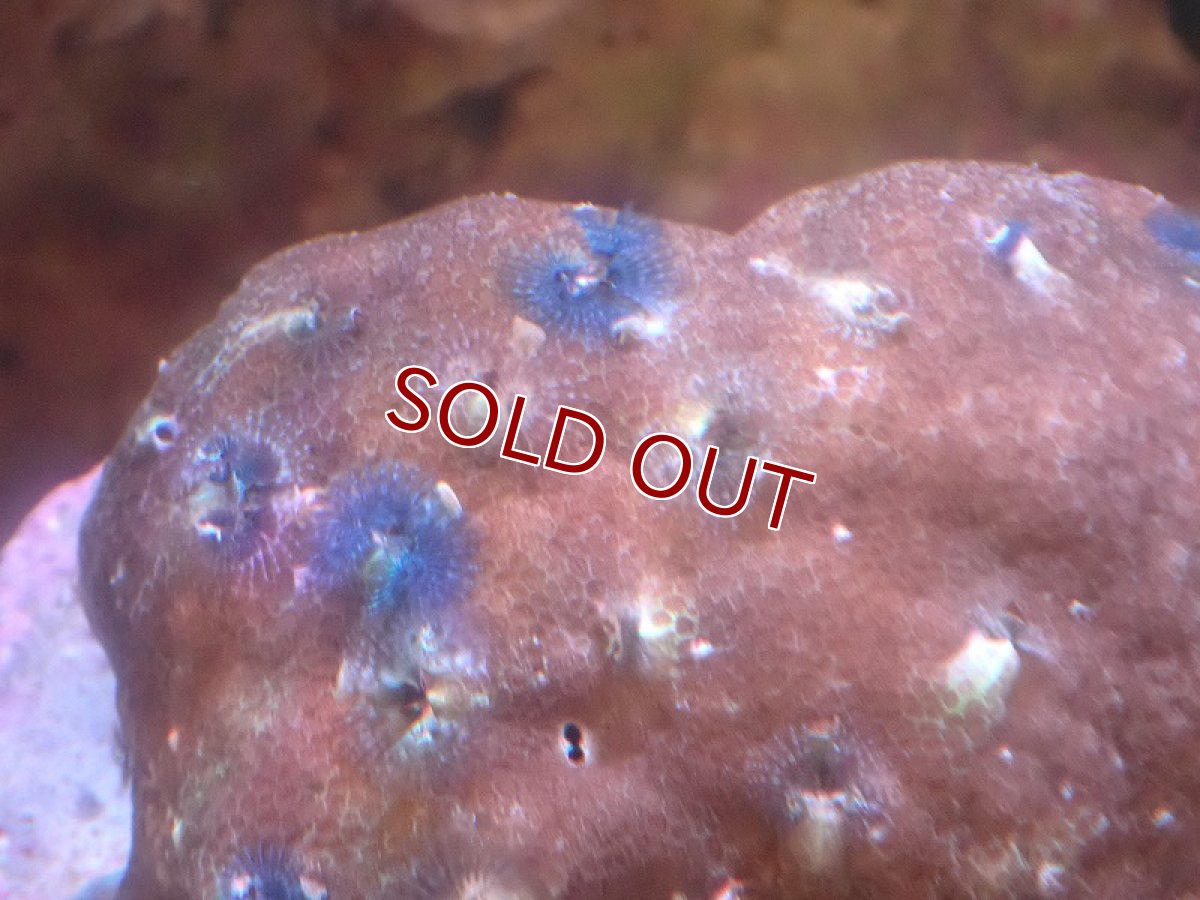 画像2: 【サンゴ】【通販】イバラカンザシ（Multi)（個体販売）（±8-9cm)No.5（生体）（サンゴ） (2)