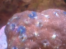 画像2: 【サンゴまとめ買い割引き10％〜20%OFF対象商品】【サンゴ】【通販】イバラカンザシ（Multi)（個体販売）（±8-9cm)No.5（生体）（サンゴ） (2)