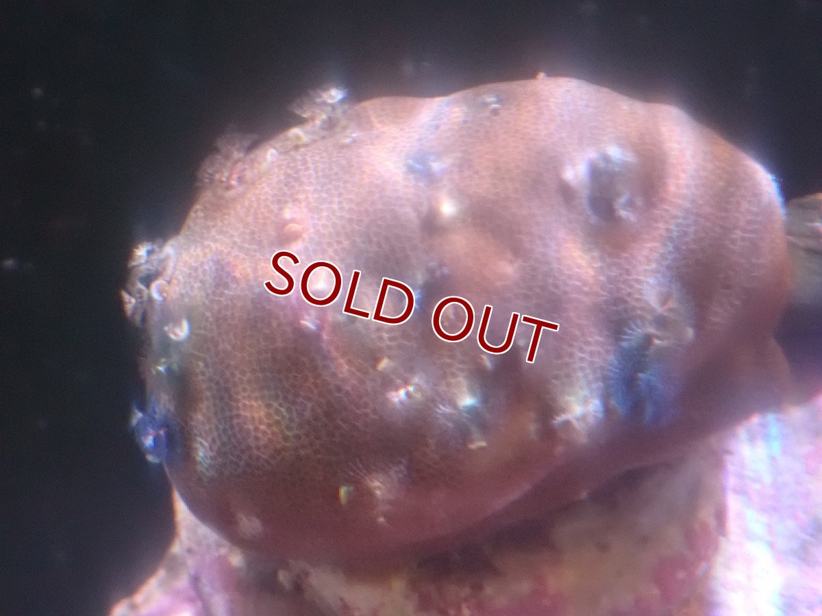 画像1: 【サンゴ】【通販】イバラカンザシ（Multi)（個体販売）（±8-9cm)No.6（生体）（サンゴ） (1)