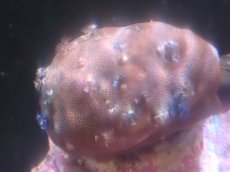 画像1: 【サンゴまとめ買い割引き10％〜20%OFF対象商品】【サンゴ】【通販】イバラカンザシ（Multi)（個体販売）（±8-9cm)No.6（生体）（サンゴ） (1)