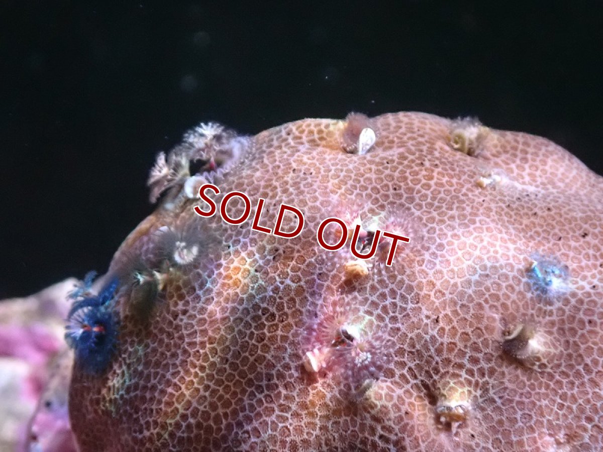 画像2: 【サンゴ】【通販】イバラカンザシ（Multi)（個体販売）（±8-9cm)No.6（生体）（サンゴ） (2)