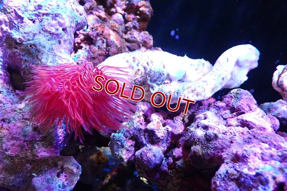 画像1: 【サンゴ】【通販】ハードチューブ（極太/RED)（個体販売）（±13cm)No.1（生体）（サンゴ） (1)