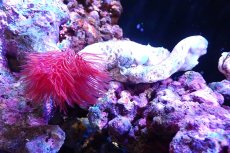 画像1: 【サンゴ】【通販】ハードチューブ（極太/RED)（個体販売）（±13cm)No.1（生体）（サンゴ） (1)