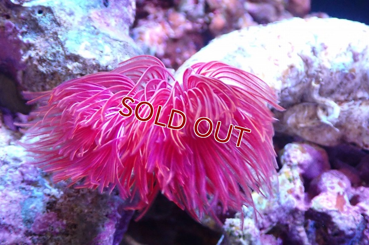 画像2: 【サンゴ】【通販】ハードチューブ（極太/RED)（個体販売）（±13cm)No.1（生体）（サンゴ） (2)