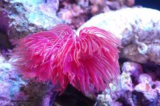 画像2: 【サンゴ】【通販】ハードチューブ（極太/RED)（個体販売）（±13cm)No.1（生体）（サンゴ） (2)