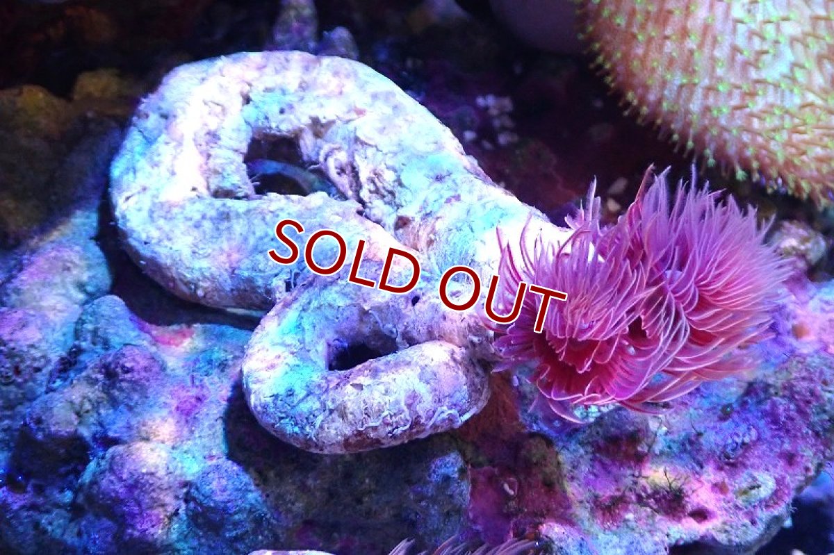 画像1: 【サンゴ】【通販】ハードチューブ（極太/RED)（個体販売）（±10cm)No.2（生体）（サンゴ） (1)