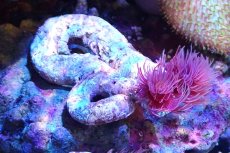 画像1: 【サンゴ】【通販】ハードチューブ（極太/RED)（個体販売）（±10cm)No.2（生体）（サンゴ） (1)