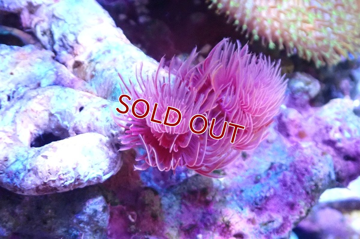 画像2: 【サンゴ】【通販】ハードチューブ（極太/RED)（個体販売）（±10cm)No.2（生体）（サンゴ） (2)