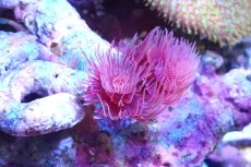 画像2: 【サンゴ】【通販】ハードチューブ（極太/RED)（個体販売）（±10cm)No.2（生体）（サンゴ） (2)