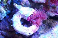 画像1: 【サンゴ】【通販】ハードチューブ（極太/RED)（個体販売）（±10cm)No.3（生体）（サンゴ） (1)