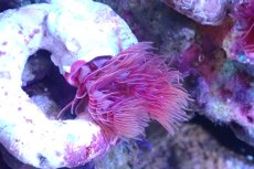 画像2: 【サンゴ】【通販】ハードチューブ（極太/RED)（個体販売）（±10cm)No.3（生体）（サンゴ） (2)