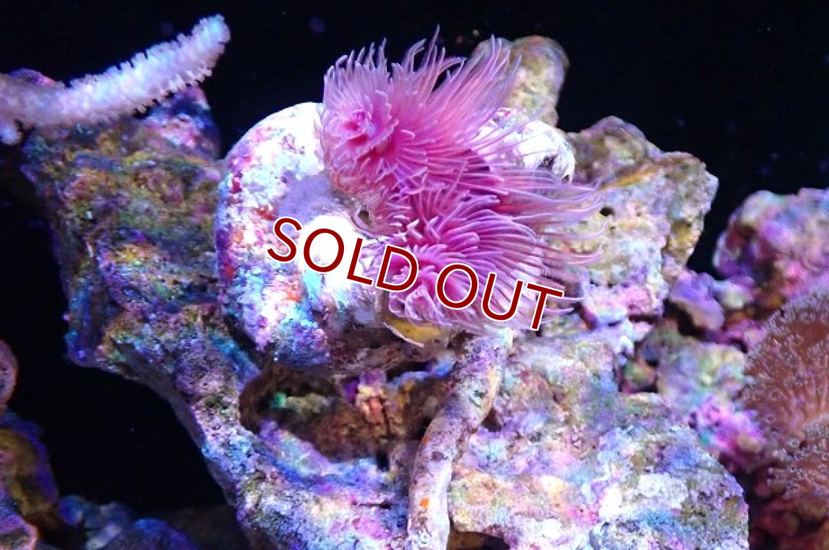 画像1: 【サンゴ】【通販】ハードチューブ（極太/RED)（個体販売）（±10cm)No.4（生体）（サンゴ） (1)