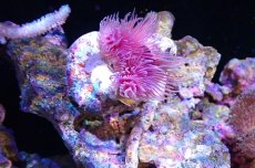 画像1: 【サンゴ】【通販】ハードチューブ（極太/RED)（個体販売）（±10cm)No.4（生体）（サンゴ） (1)