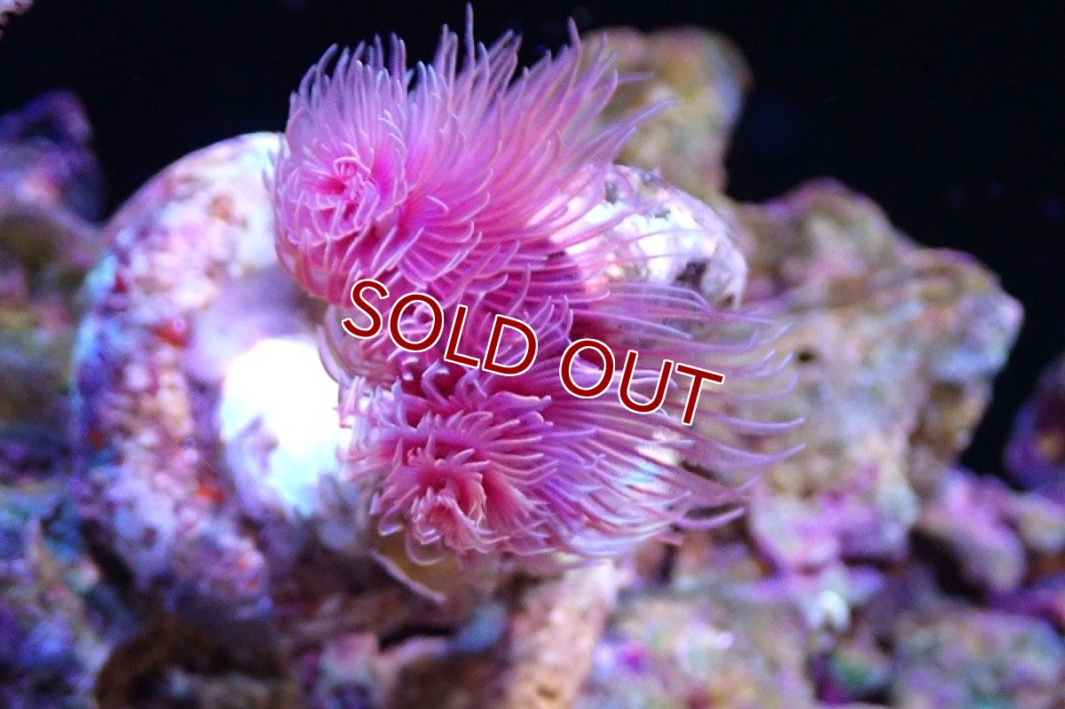 画像2: 【サンゴ】【通販】ハードチューブ（極太/RED)（個体販売）（±10cm)No.4（生体）（サンゴ） (2)