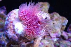 画像2: 【サンゴ】【通販】ハードチューブ（極太/RED)（個体販売）（±10cm)No.4（生体）（サンゴ） (2)