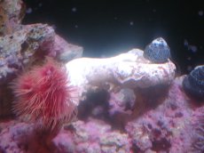 画像2: 【サンゴ】【通販】極太ハードチューブ（RED)（個体販売）（菅長±11ｃｍ）No.1（生体）（サンゴ） (2)