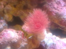 画像1: 【サンゴ】【通販】極太ハードチューブ（RED)（個体販売）（菅長±15ｃｍ）No.2（生体）（サンゴ） (1)