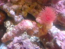 画像2: 【サンゴ】【通販】極太ハードチューブ（RED)（個体販売）（菅長±15ｃｍ）No.2（生体）（サンゴ） (2)