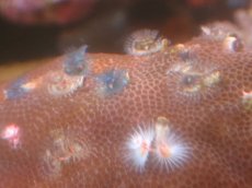 画像2: 【サンゴ】【通販】イバラカンザシ（Multi)（個体販売）（±8cm)No.1（生体）（サンゴ） (2)