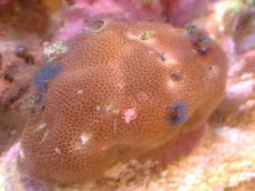 画像1: 【サンゴ】【通販】イバラカンザシ（Multi)（個体販売）（±8cm)No.2（生体）（サンゴ） (1)