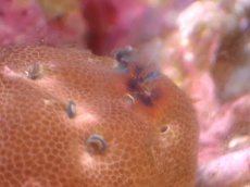 画像2: 【サンゴ】【通販】イバラカンザシ（Multi)（個体販売）（±8cm)No.2（生体）（サンゴ） (2)