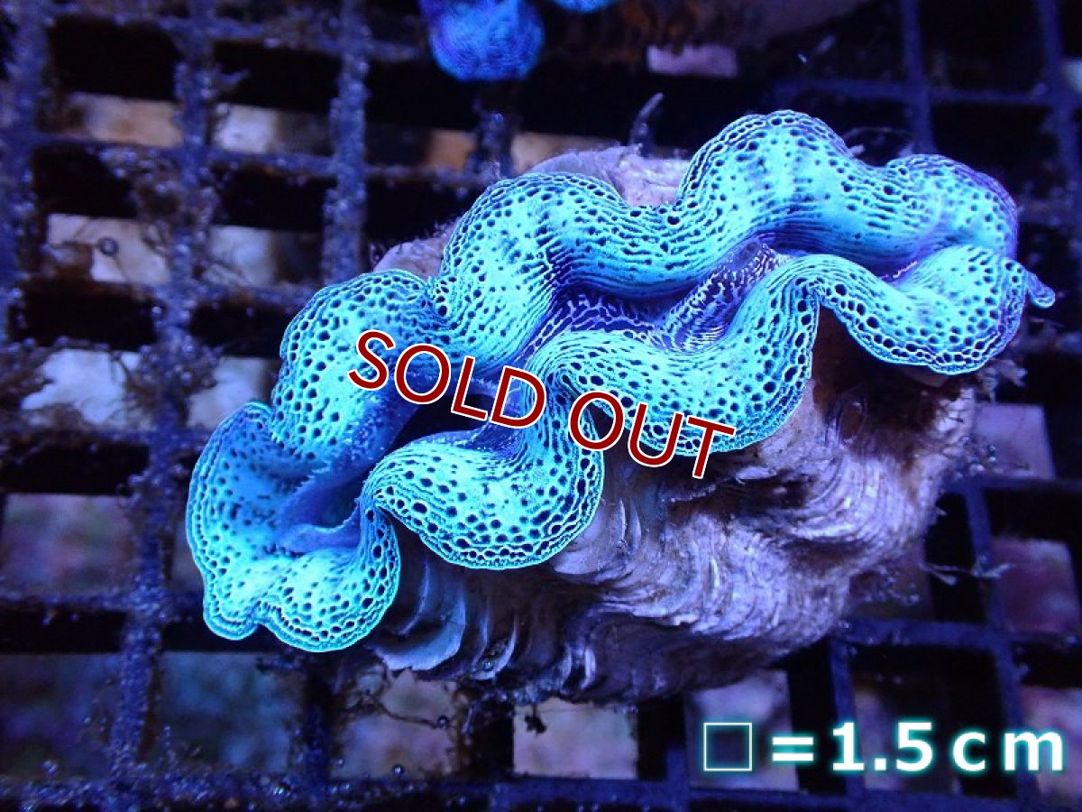 画像1: 【サンゴ】【通販】【沖縄産】ヒメシャコガイ（メタリック）SMサイズ（個体販売）No.4（生体）（サンゴ） (1)
