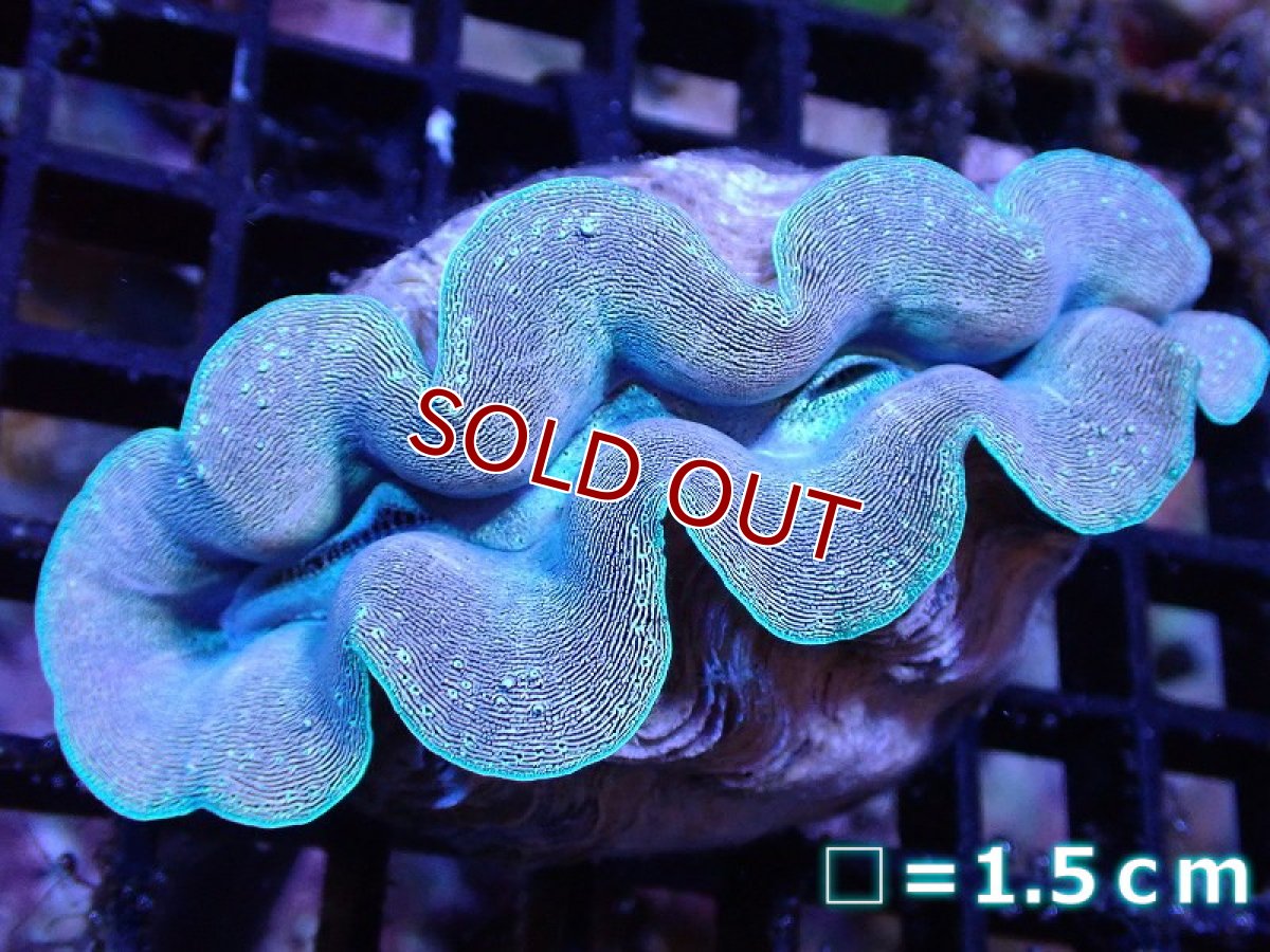 画像1: 【サンゴ】【通販】【沖縄産】ヒメシャコガイ（メタリック）SMサイズ（個体販売）No.22（生体）（サンゴ） (1)