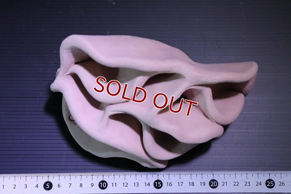 画像6: 【熱帯魚 シェルター】シェルタクラフタ No1 どら焼き型4連結シェルター【個体販売】(淡水) (6)