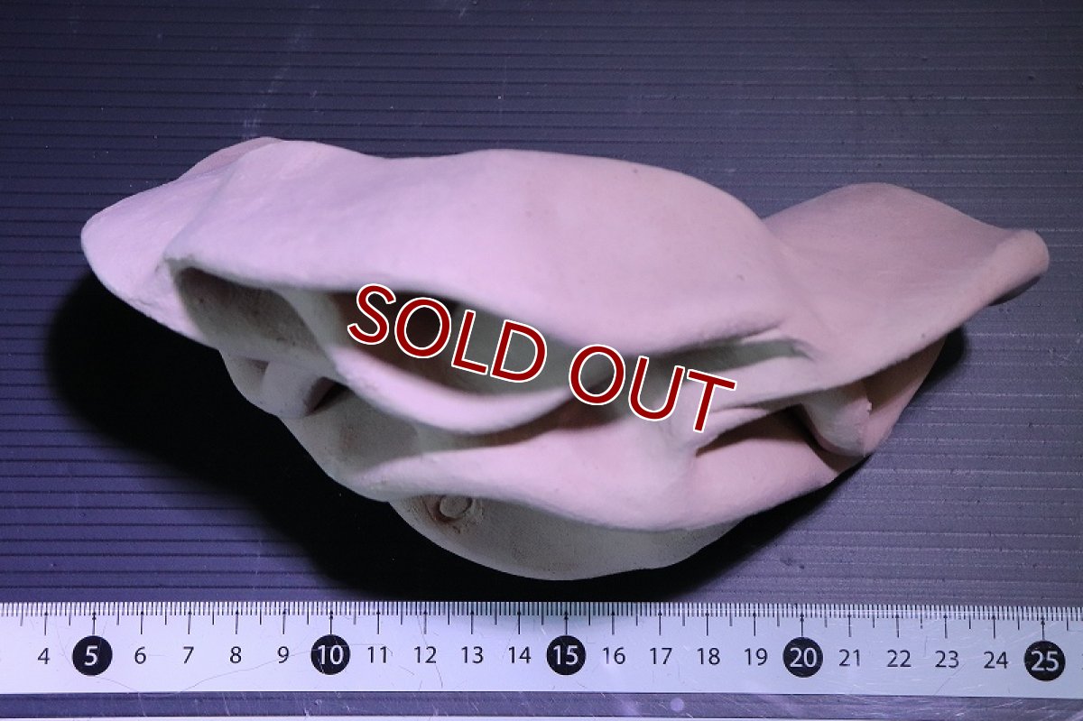 画像6: 【熱帯魚 シェルター】シェルタクラフタ No4 どら焼き型4連結シェルター【個体販売】(淡水) (6)