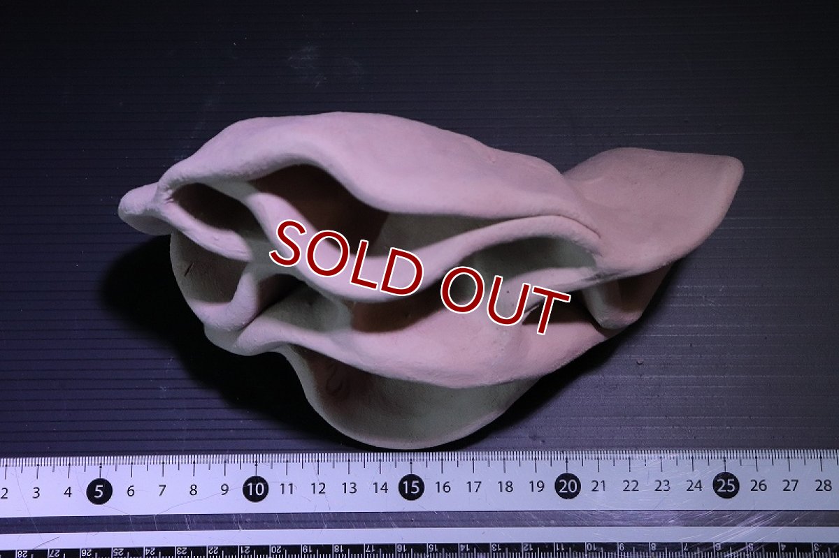 画像6: 【熱帯魚 シェルター】シェルタクラフタ No6 どら焼き型4連結シェルター【個体販売】(淡水) (6)