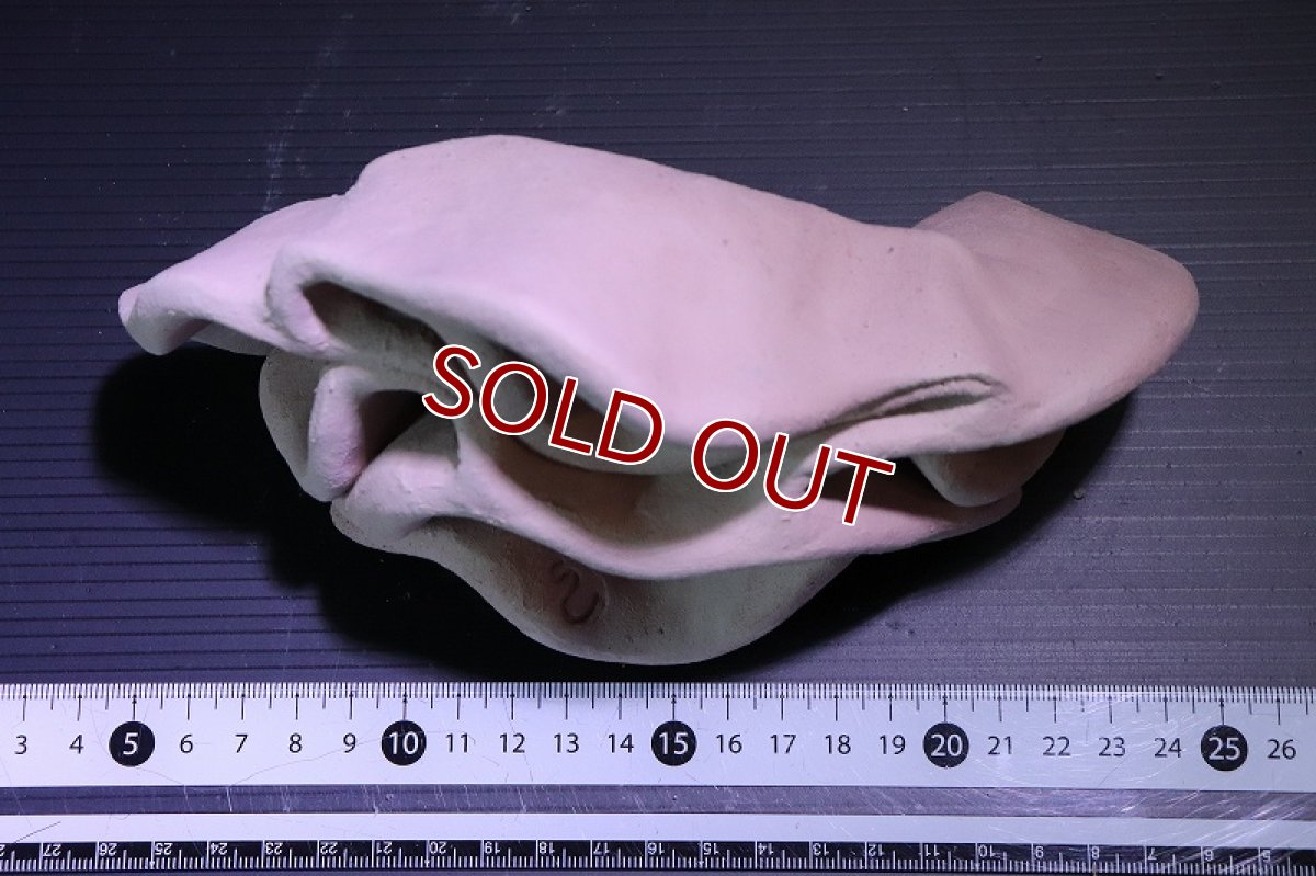 画像6: 【熱帯魚 シェルター】シェルタクラフタ No7 どら焼き型4連結シェルター【個体販売】(淡水) (6)