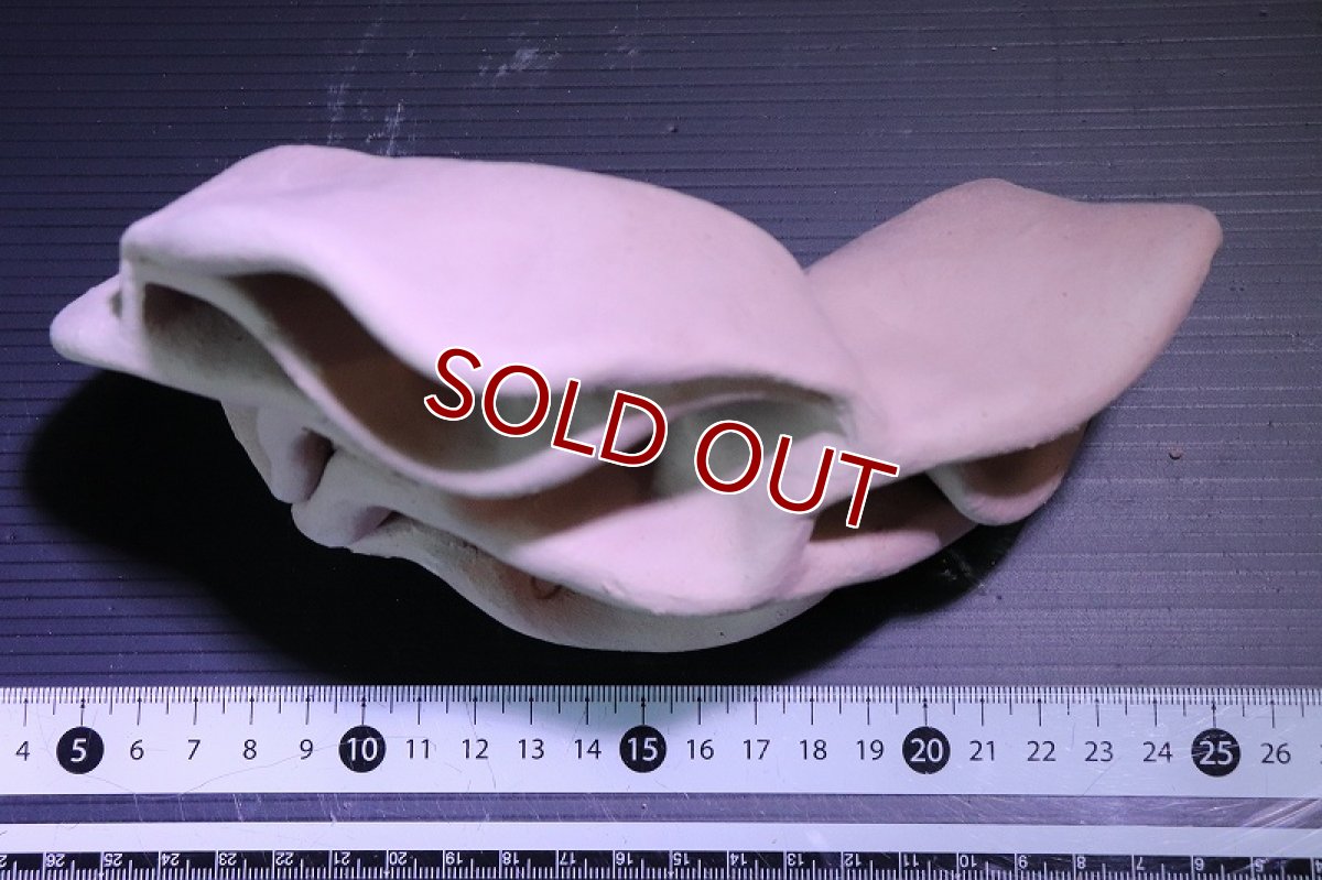 画像6: 【熱帯魚 シェルター】シェルタクラフタ No8 どら焼き型4連結シェルター【個体販売】(淡水) (6)