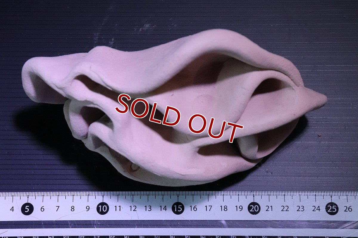 画像6: 【熱帯魚 シェルター】シェルタクラフタ No9 どら焼き型4連結シェルター【個体販売】(淡水) (6)