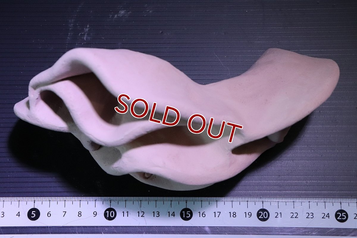 画像6: 【熱帯魚 シェルター】シェルタクラフタ No10 どら焼き型4連結シェルター【個体販売】(淡水) (6)