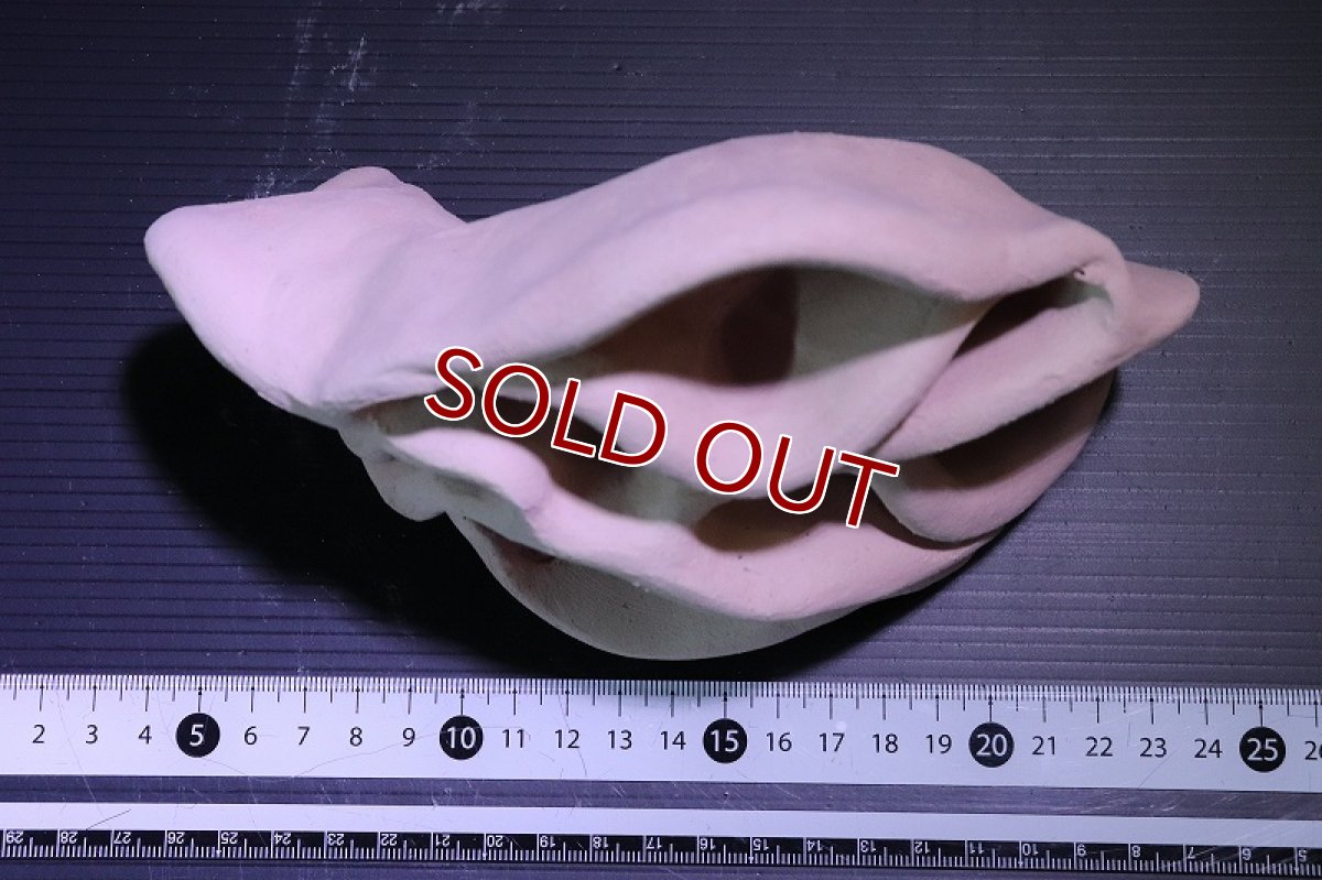 画像6: 【熱帯魚 シェルター】シェルタクラフタ No11 どら焼き型4連結シェルター【個体販売】(淡水) (6)