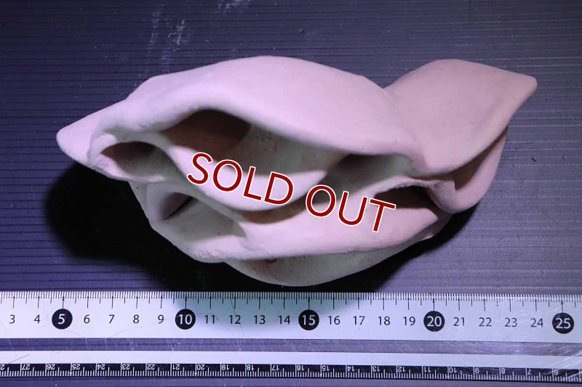 画像6: 【熱帯魚 シェルター】シェルタクラフタ No12 どら焼き型4連結シェルター【個体販売】(淡水) (6)