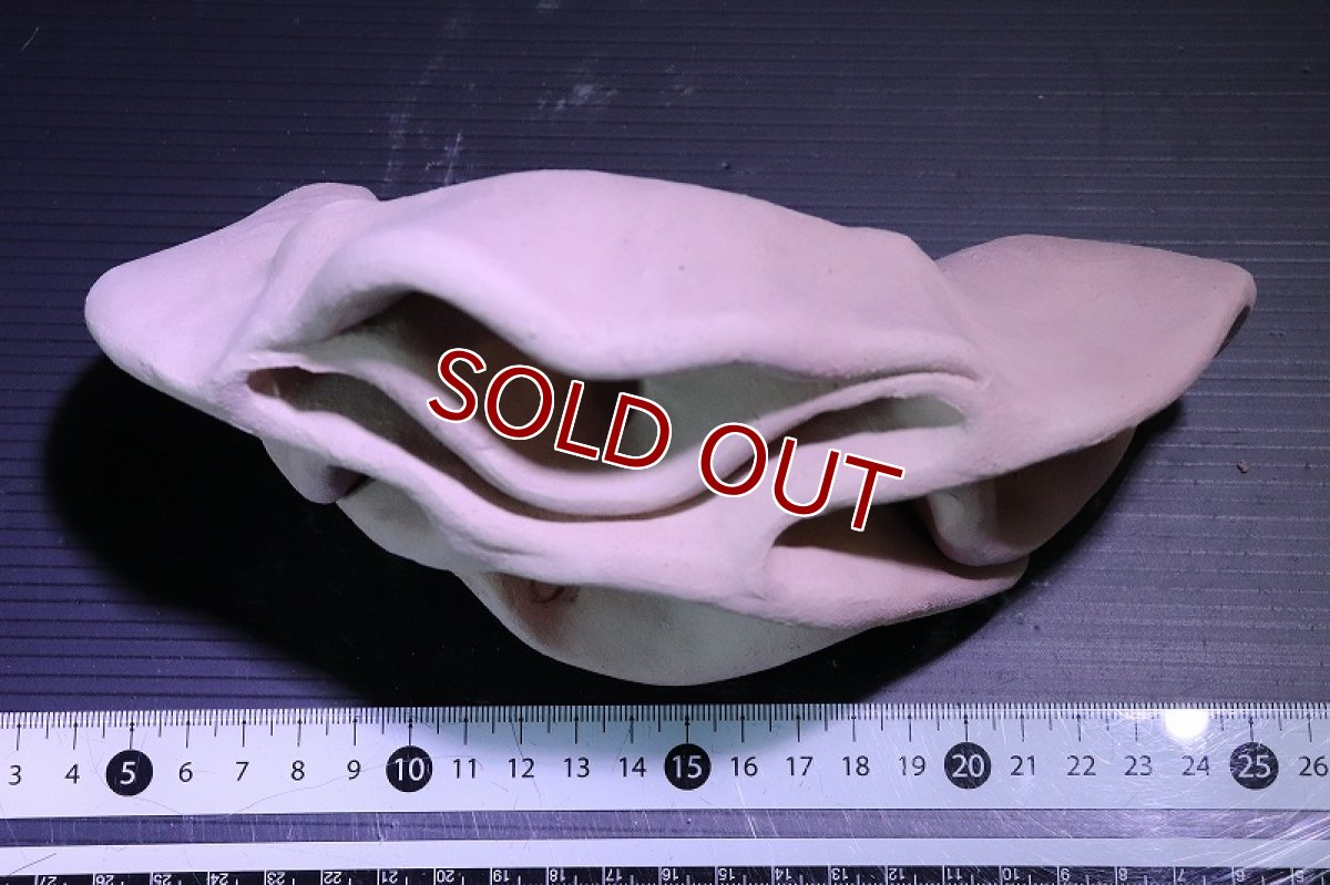 画像6: 【熱帯魚 シェルター】シェルタクラフタ No13 どら焼き型4連結シェルター【個体販売】(淡水) (6)