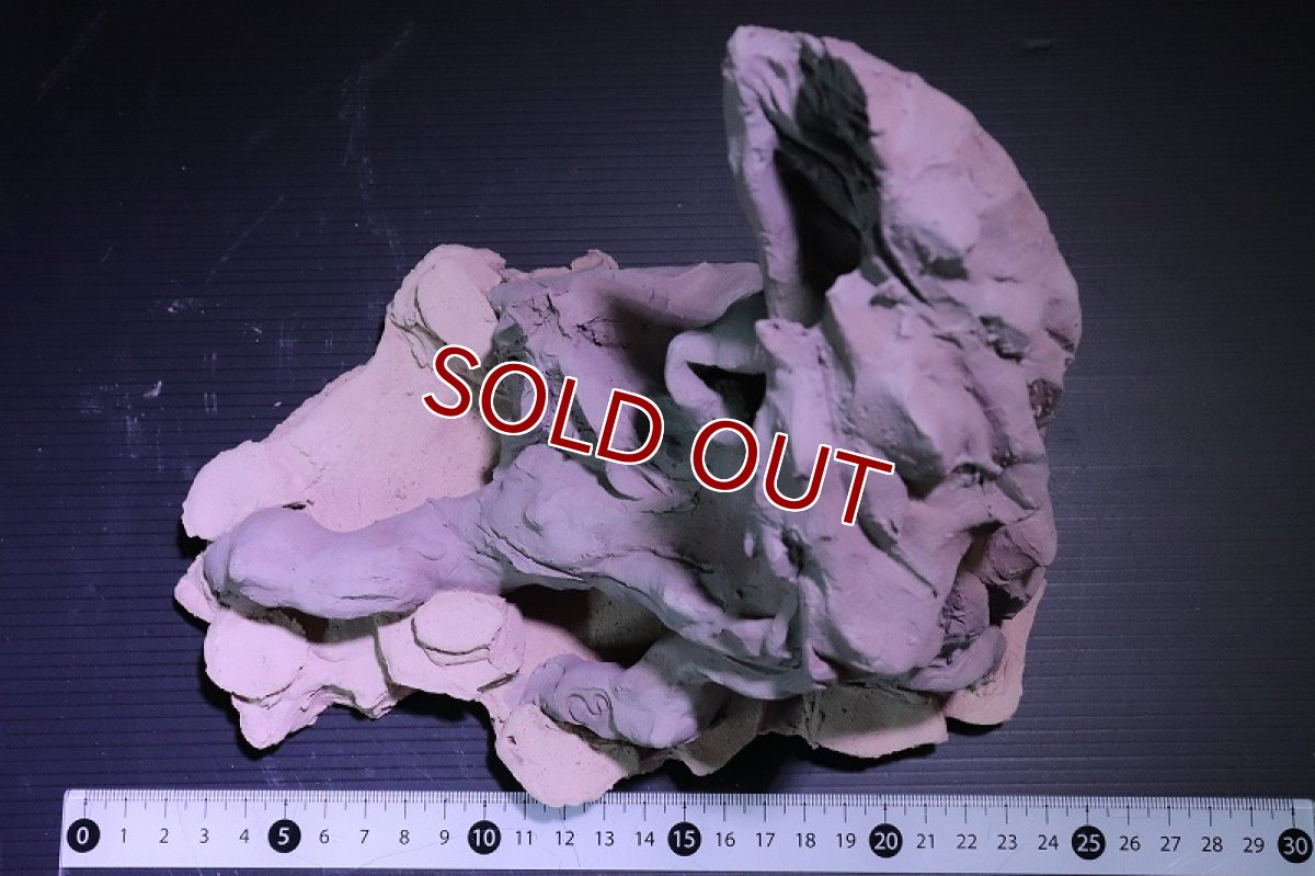 画像9: 【熱帯魚 シェルター】シェルタクラフタ No1 ROOTS Lサイズ シェルター【個体販売】(淡水) (9)