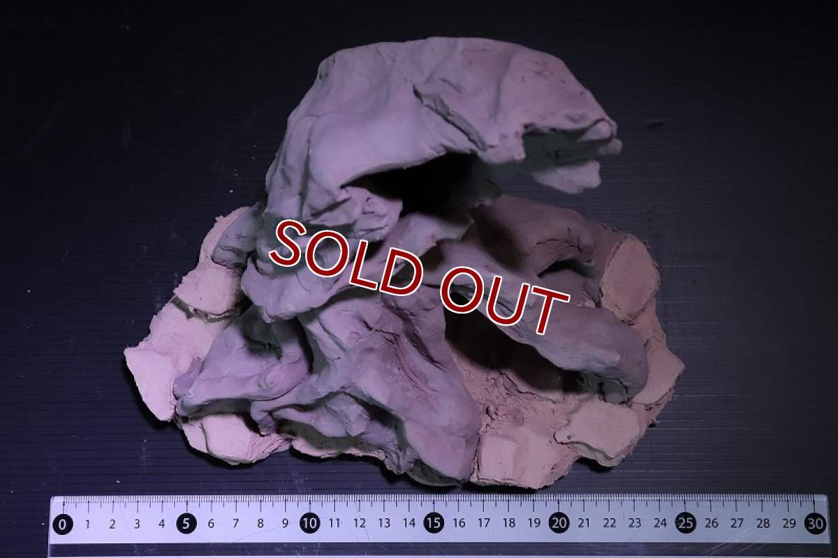 画像10: 【熱帯魚 シェルター】シェルタクラフタ No2 ROOTS Lサイズ シェルター【個体販売】(淡水) (10)