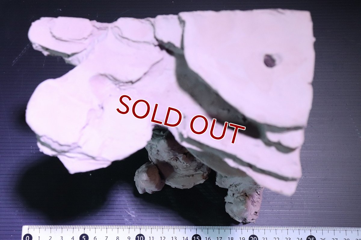 画像9: 【熱帯魚 シェルター】シェルタクラフタ No1 鍾乳石コーナー スペシャルDX シェルター【個体販売】(淡水) (9)