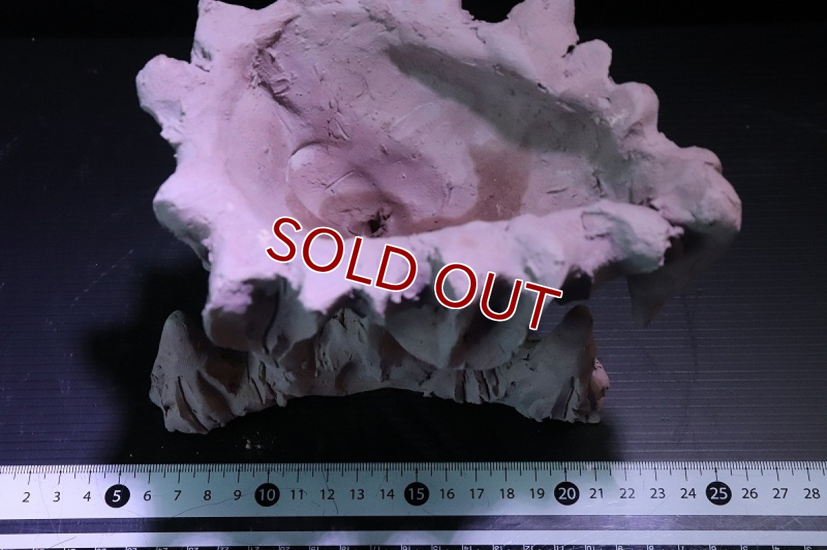 画像10: 【熱帯魚 シェルター】シェルタクラフタ No1 鍾乳石ポット Sサイズシェルター【個体販売】(淡水) (10)