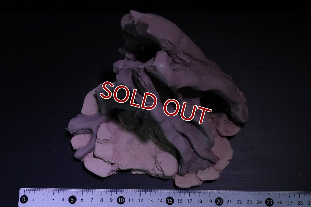 画像7: 【熱帯魚 シェルター】シェルタクラフタ No1 ROOTS Mサイズ シェルター【個体販売】(淡水) (7)