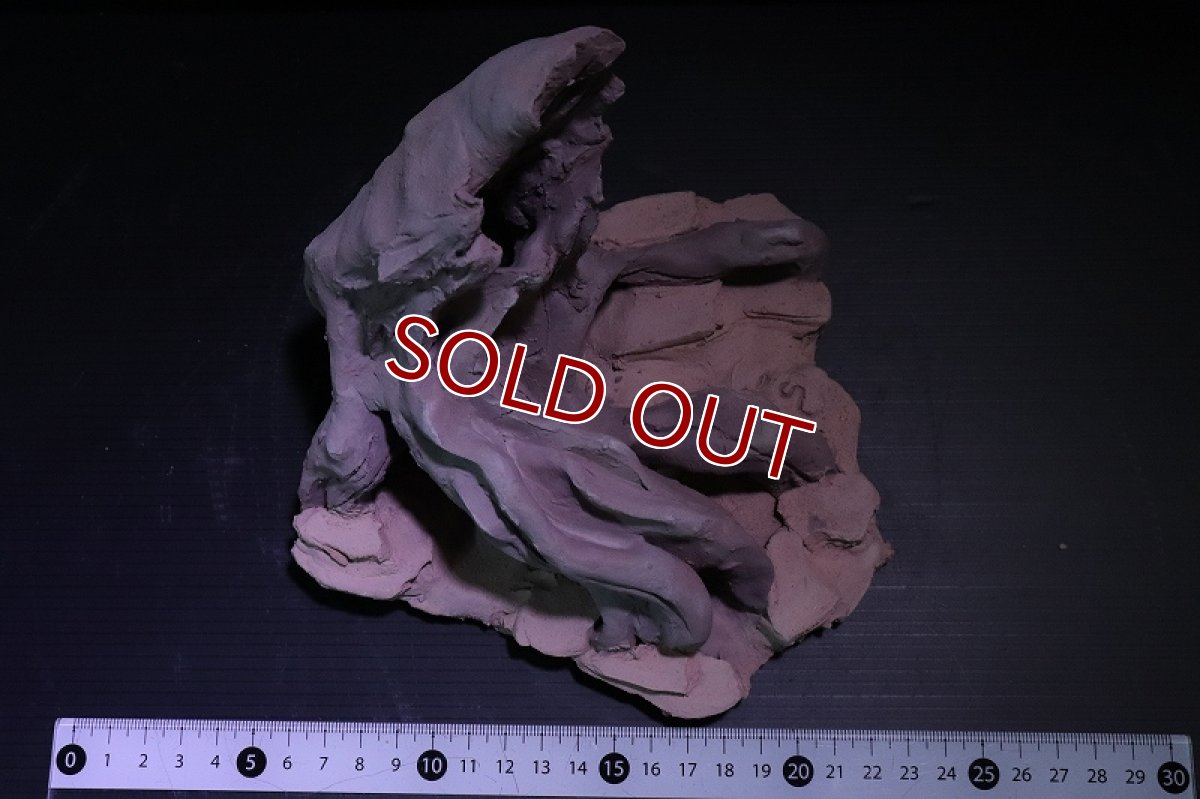 画像7: 【熱帯魚 シェルター】シェルタクラフタ No3 ROOTS Mサイズ シェルター【個体販売】(淡水) (7)