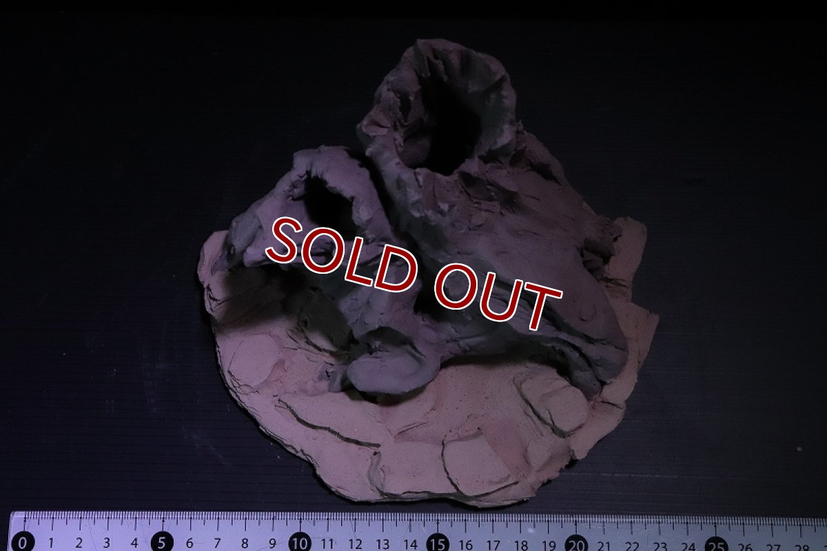 画像7: 【熱帯魚 シェルター】シェルタクラフタ No4 ROOTS Mサイズ シェルター【個体販売】(淡水) (7)