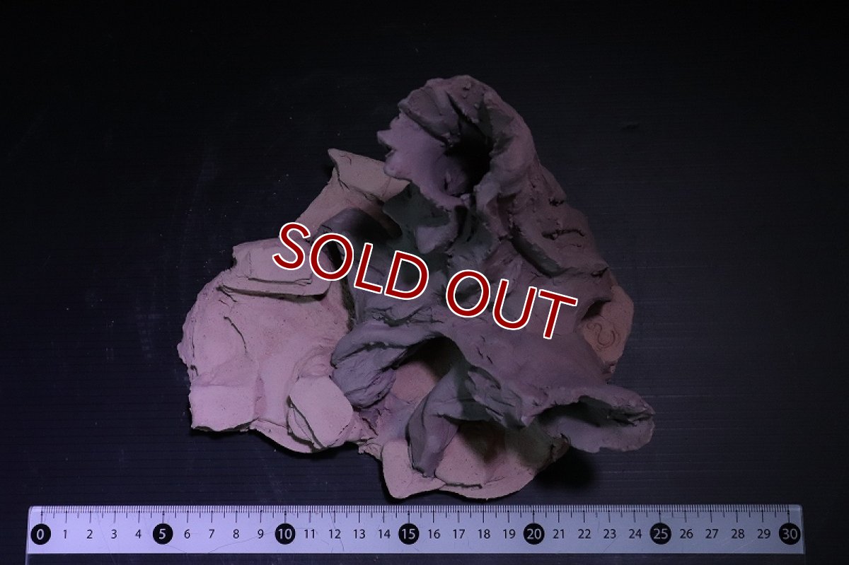 画像7: 【熱帯魚 シェルター】シェルタクラフタ No5 ROOTS Mサイズシェルター【個体販売】(淡水) (7)