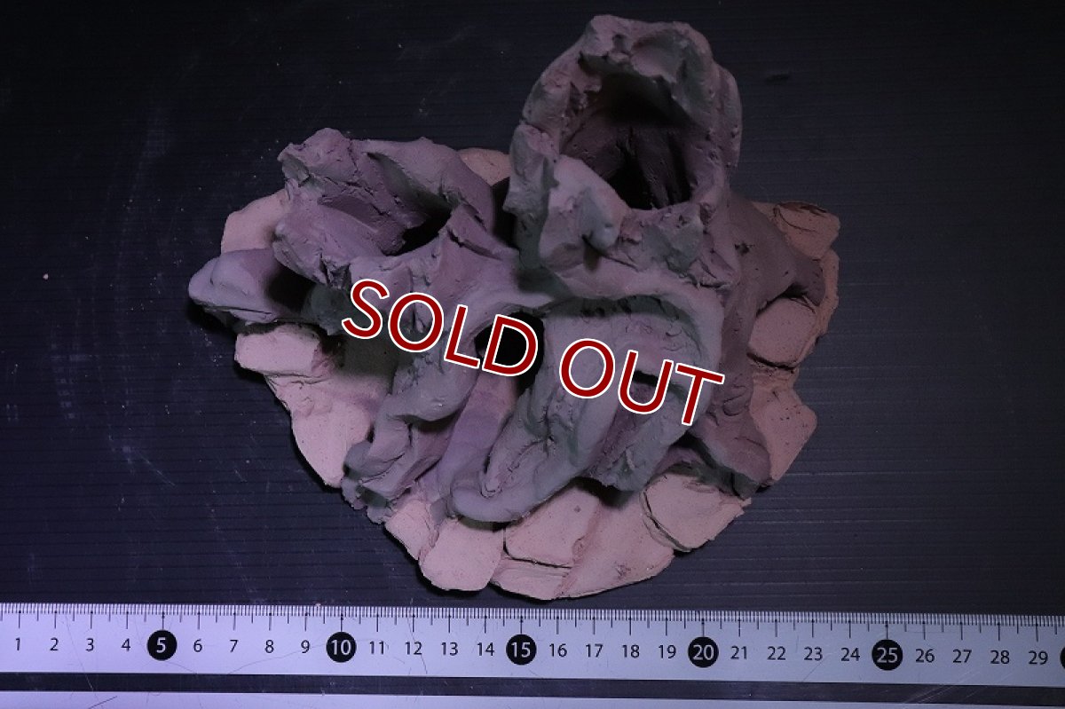 画像7: 【熱帯魚 シェルター】シェルタクラフタ No6 ROOTS Mサイズ シェルター【個体販売】(淡水) (7)